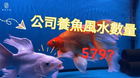 風水魚缸數量|養風水魚數量攻略：命格五行對應養魚條數 